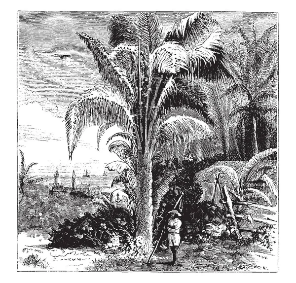 Bu hurma (Phoenix Dactylifera) bir görüntüdür. Bunun için yaygın olarak yetiştirilen cins Phoenix, avucunda olduğunu yenilebilir meyve. Bir orta ölçekli ağaç, 1525 m 35 m uzun yapraklar uzun boylu, vintage çizgi çizme veya oyma illüstrasyon.