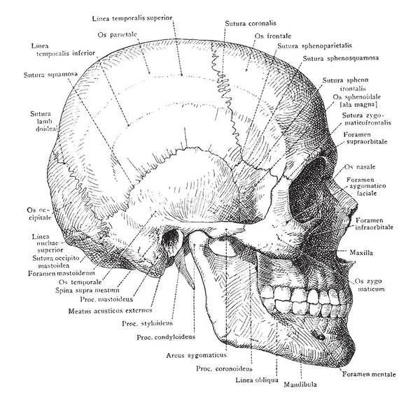 Cette Illustration Représente Crâne Mandibule Dessin Ligne Vintage Illustration Gravure — Image vectorielle