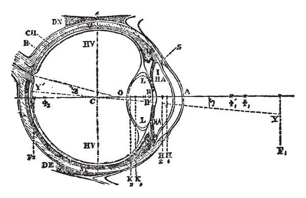 Diese Illustration Repräsentiert Querschnitt Eines Idealen Auges Vintage Linienzeichnung Oder — Stockvektor