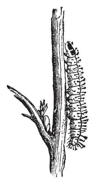 Questa Illustrazione Rappresenta Caterpillar Della Vite Pyralis Disegno Linee Vintage — Vettoriale Stock