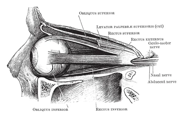 Questa Illustrazione Rappresenta Muscoli Orbitali Dall Esterno Disegno Linee Vintage — Vettoriale Stock