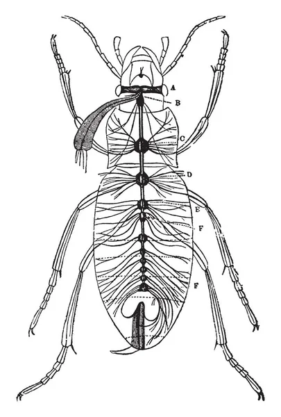 Sinir Sistemi Carabus Altın Zemin Beetle Vintage Çizgi Çizme Veya — Stok Vektör