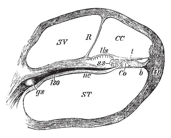 Bu resimde bölümü aracılığıyla bobin koklea, vintage çizgi çizme veya oyma illüstrasyon temsil eder..