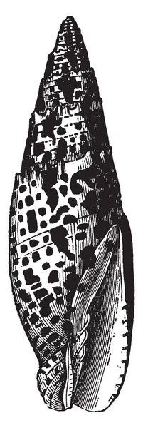 Митра Папалис Имеет Зубные Складки Вокруг Отверстия Рисунок Винтажной Линии — стоковый вектор