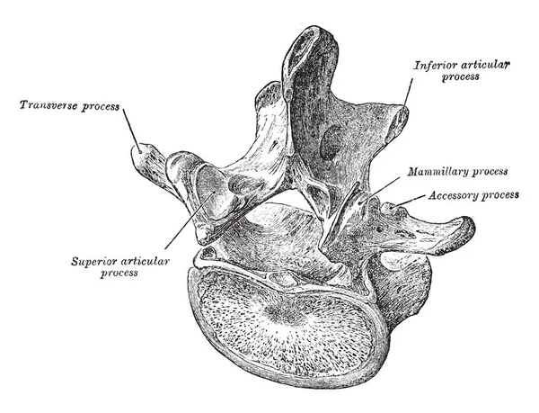 Questa Illustrazione Rappresenta Lombare Vertebra Visto Obliquamente Disegno Linee Vintage — Vettoriale Stock