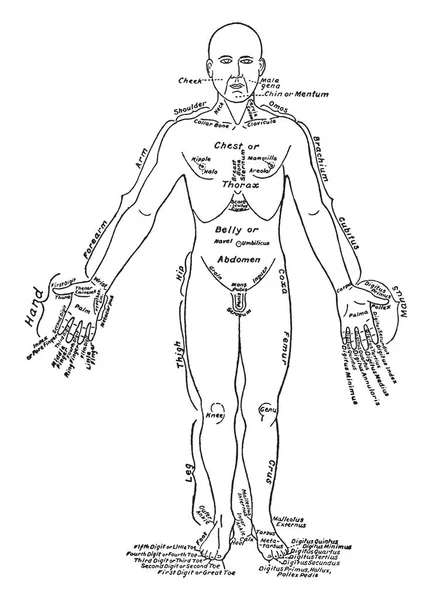 Framsida Man Anatomisk Position Vintage Linje Ritning Eller Gravyr Illustration — Stock vektor