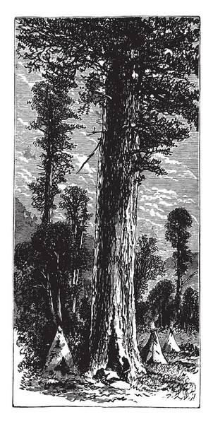 Uma Imagem Árvores Gigantes Com Enormes Troncos Desenho Linha Vintage — Vetor de Stock