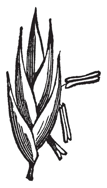 这张图片显示 沙发草 它看起来像一个顶峰 已经长成了一个芽 并有一个茎在底部 复古线画或雕刻插图 — 图库矢量图片