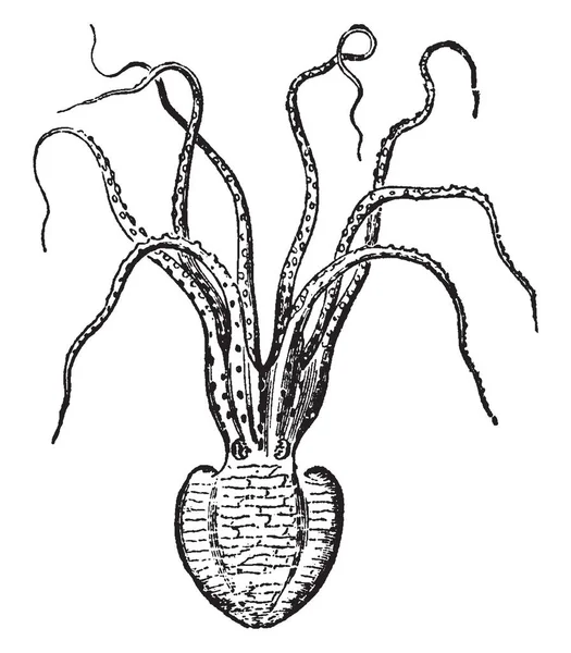 Pinnoctopus Cordiiformis Pertencente Família Octopodidae Desenho Gravura Linha Vintage Ilustração —  Vetores de Stock