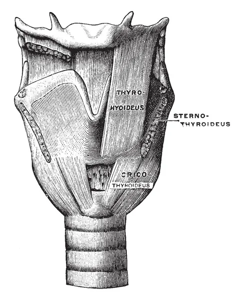 Esta Ilustração Representa Vista Frontal Dos Músculos Laringe Desenho Linha —  Vetores de Stock