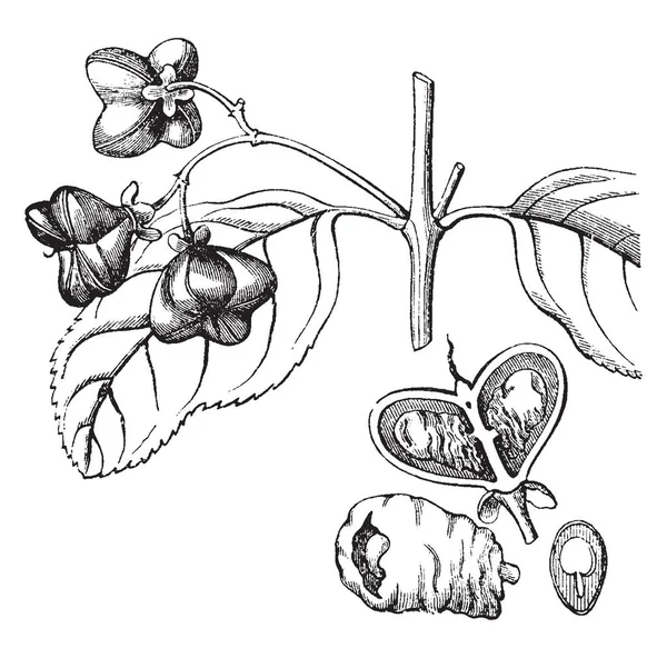 显示欧洲主轴树不同部分的图片 部分包括水果的一部分 种子包裹在其假种皮和一个垂直部分的种子 复古线画或雕刻插图 — 图库矢量图片