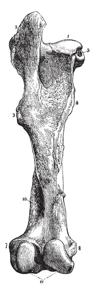 Uyluk Kemiği Vintage Çizgi Çizme Veya Oyma Illüstrasyon Büyük Uzun — Stok Vektör