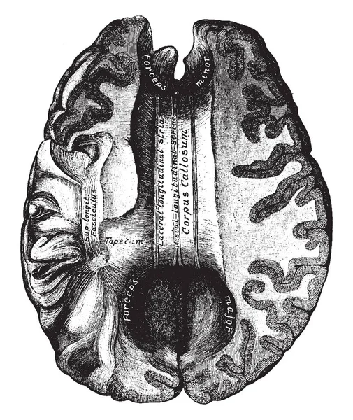 脳梁は横向神経線維 ビンテージの線描画や彫刻イラストの厚い地層です — ストックベクタ