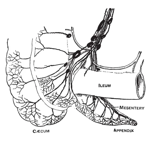 この図は 盲腸と付録 ビンテージの線描画や彫刻イラストのリンパ管を表します — ストックベクタ