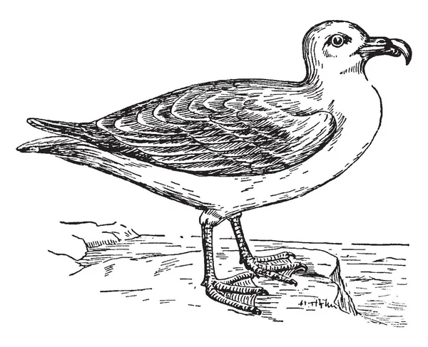 Fulmar Espécie Mais Comum Norte Desenho Linha Vintage Ilustração Gravura —  Vetores de Stock