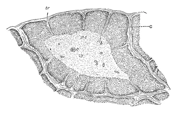 Bu resimde lob timus, vintage çizgi çizme veya oyma illüstrasyon temsil eder..