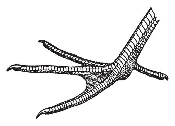 Belangrijke Functie Van Willet Voet Vintage Lijntekening Gravure Illustratie — Stockvector