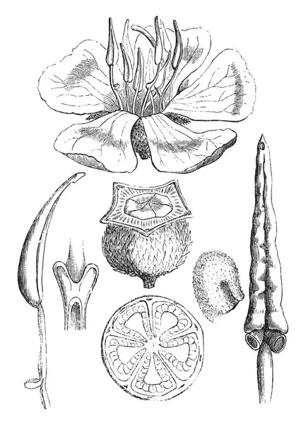 Resmi Çiçek Stamens Temel Anter Meyve Aynen Bölümünü Tohum Gösteriyor — Stok Vektör