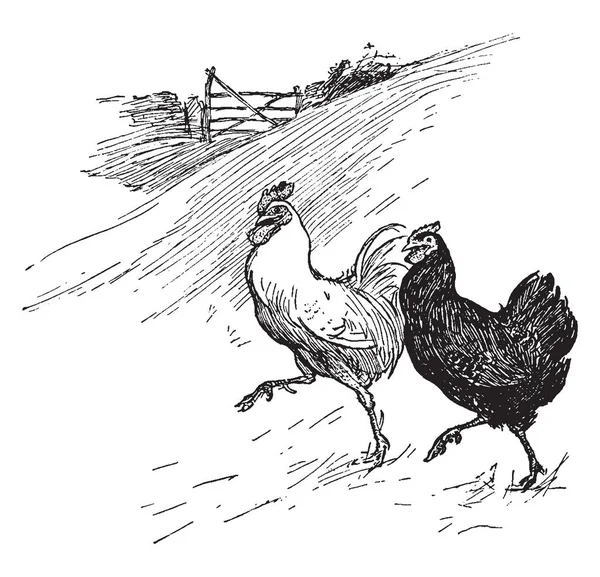 Esta Ilustración Representa Dos Gallinas Dibujo Línea Vintage Ilustración Grabado — Vector de stock