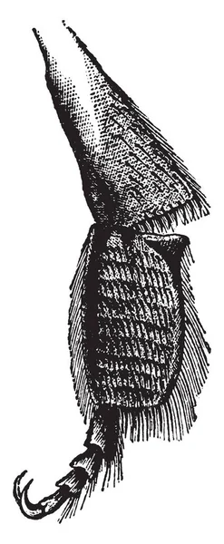 Нога Пчелы Сустав Используется Сбора Пыльцы Рисунок Винтажной Линии Гравировка — стоковый вектор