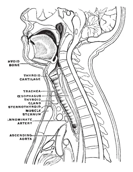 Bir adam, vintage çizgi çizme veya oyma illüstrasyon sagittal bölümünü.