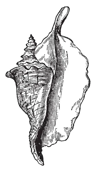 Strombus ギャラスは白と赤のストライプの縞模様があり アジアとアメリカ ヴィンテージの線描画や彫刻イラストの海岸から来る — ストックベクタ