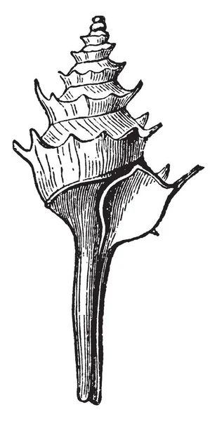 Fusus Pagodus Una Especie Notable Del Género Fusus Dibujo Línea — Vector de stock