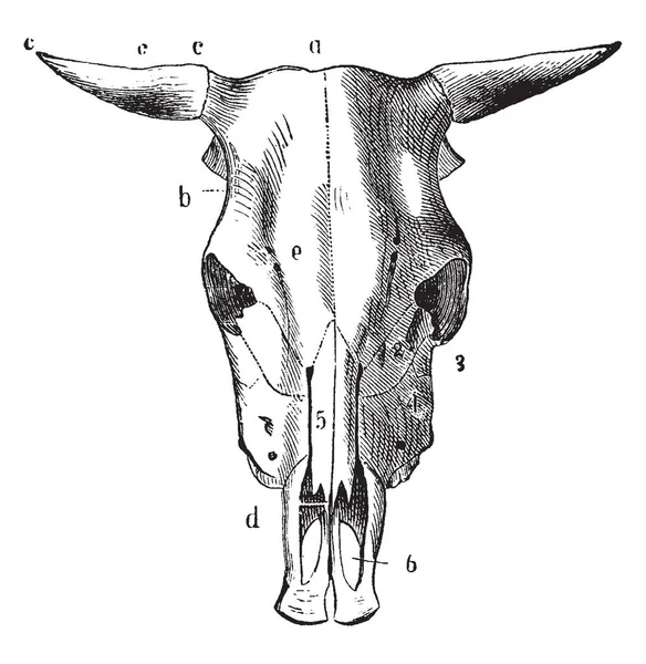 前頭葉クレストと横紋 ビンテージの線描画や彫刻イラストから成っている牛の頭蓋骨 — ストックベクタ