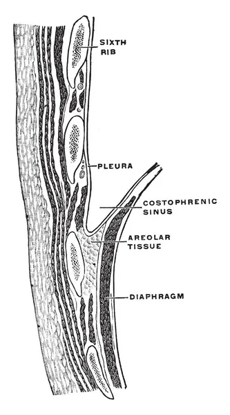 Toraks gösterilen phrenicocostal sinüs, vintage çizgi çizme veya illüstrasyon oyma duvar.