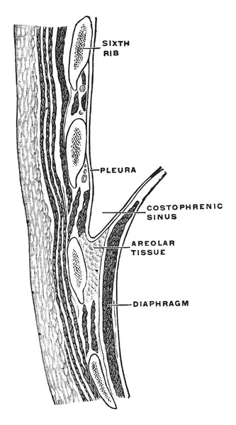 Delen Väggen Bröstkorgen Visar Den Phrenicocostal Sinus Vintage Linje Ritning — Stock vektor