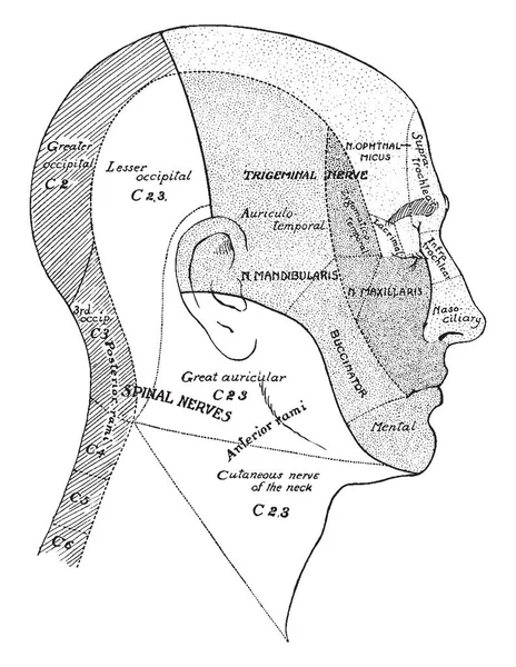 Ilustracja Przedstawia Powierzchni Obszarów Nerwy Głowy Szyi Vintage Rysowania Linii — Wektor stockowy