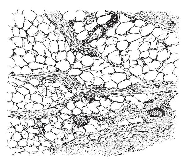 Fat Cells Arranged Groups Bundles Connective Tissue Vintage Line Drawing — Stock Vector