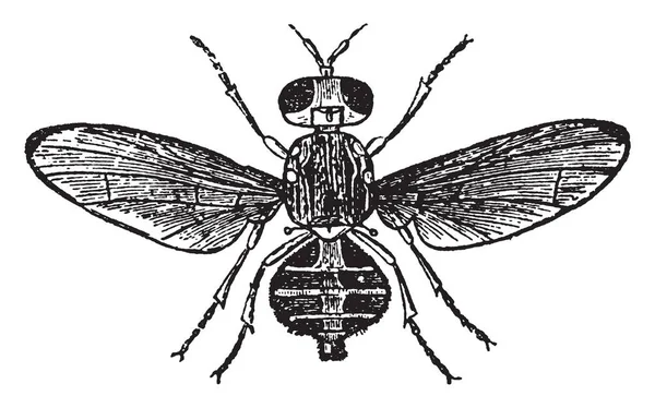 Dacus Oleae Insecto Vive Principalmente Sobre Fruto Del Olivo Línea — Vector de stock