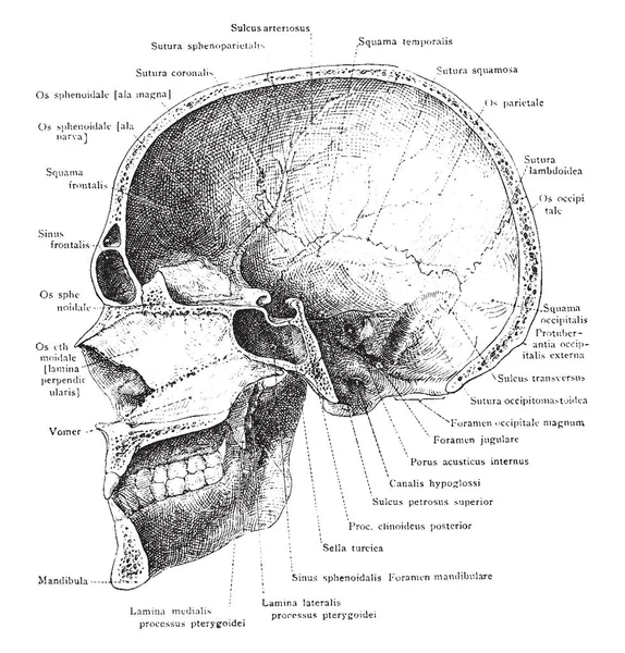 Illustration Represents Median Section Skull Mandible Vintage Line Drawing Engraving — Stock Vector