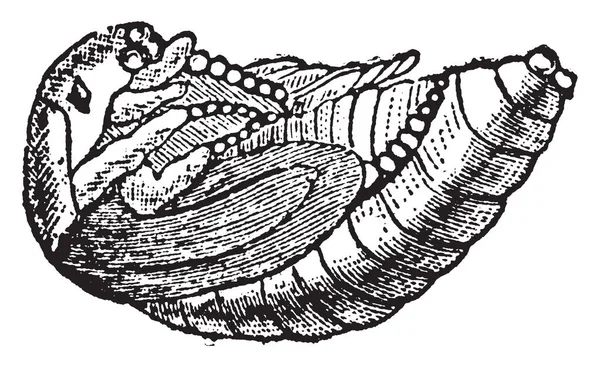 Cockchafer Pupa European Beetle Genus Melolontha Vintage Line Drawing Graving — стоковый вектор