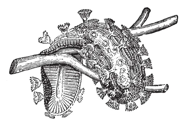 Onun iç vücut küçük beyaz tüpler tarafından işgal ve bize, İngiltere, Norveç, Polonya, Yeni Zelanda gibi pek çok yerde buldum. Bu ihtiyaçları substrate, ahşap, taş, su bitkileri, cam şişeler, vintage çizgi çizme veya oyma illüstrasyon gibi.