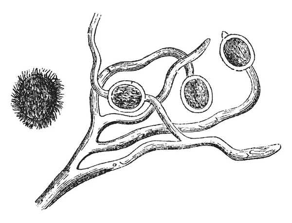 Questa Immagine Fungo Della Sua Spora Funghi Crescono Dalle Punte — Vettoriale Stock