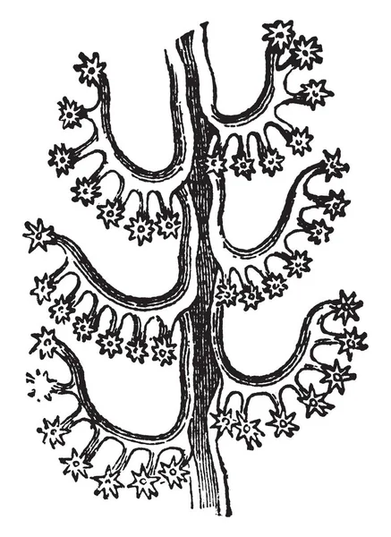 Этом Изображении Изображена Ветвь Lose Winged Virgularia Винтажный Рисунок Линии — стоковый вектор