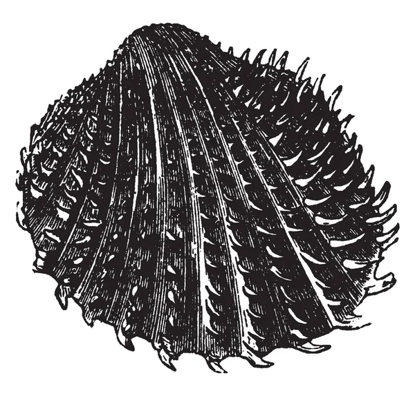 Tanıdık daraltan, kabukları, vintage çizgi çizme veya oyma illüstrasyon yaygın olarak en iyi arasında dağıtılır Cardium Aculeatum olduğunu.