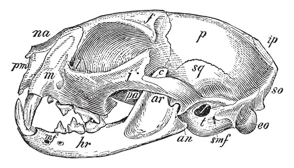 国产猫头骨是世界上最常见的猫科动物家庭成员 复古线画或雕刻插图 — 图库矢量图片
