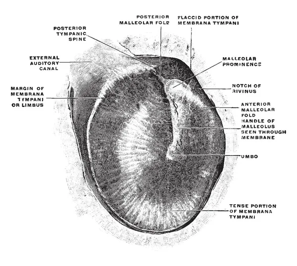Questa Illustrazione Rappresenta Membrana Tympani Disegno Linea Vintage Incisione Illustrazione — Vettoriale Stock