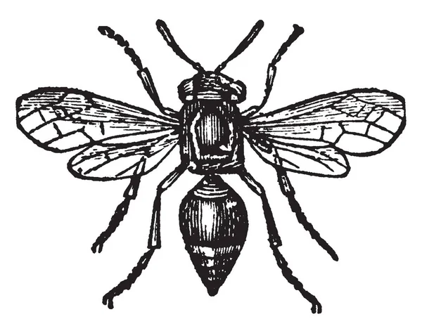 カードを作ってハチ カード作るスズメバチは蜂 ビンテージの線描画や彫刻イラストほとんどよりも優れて — ストックベクタ
