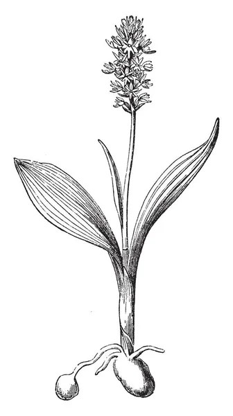 麝香兰花是一种常见的兰花品种 麝香兰花是一种细长的常年地兰花 通常松弛 小黄绿色 蜂蜜花香 复古线画或雕刻插图 — 图库矢量图片