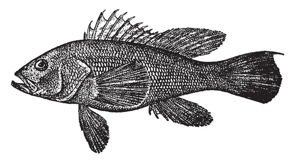 黒海低音はハタ家族ニューヨーク ビンテージの線描画や彫刻イラストへのネイティブの魚 — ストックベクタ