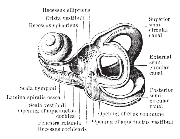 Bu şekilde dış görünüş, iç labirent, vintage çizgi çizme veya oyma illüstrasyon temsil eder..