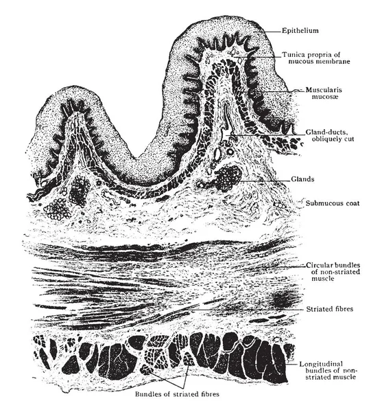 この図は食道横セクション ビンテージの線描画や彫刻イラストを表します — ストックベクタ