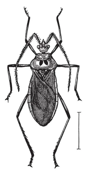 Assassin Bugg Ordningen Hemiptera True Buggar Vintage Linje Ritning Eller — Stock vektor