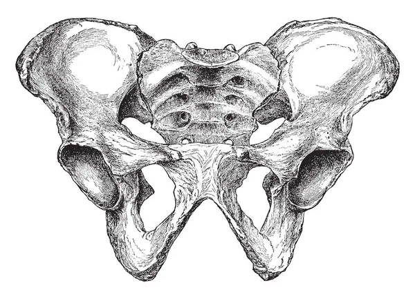 Resimde Erkek Pelvis Vintage Çizgi Çizme Veya Oyma Resimde Daha — Stok Vektör