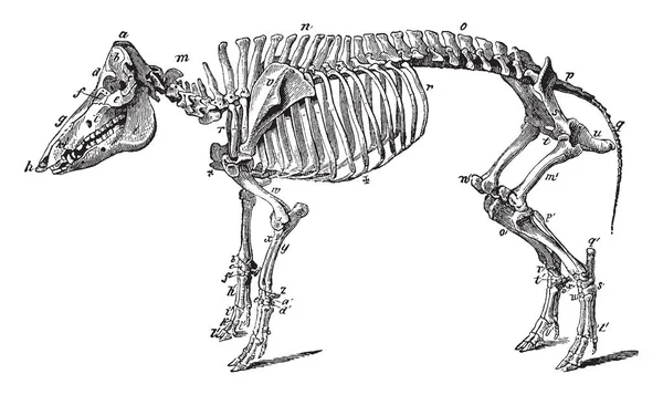 Esqueleto Porco Qualquer Dos Animais Gênero Sus Linha Vintage Desenho — Vetor de Stock