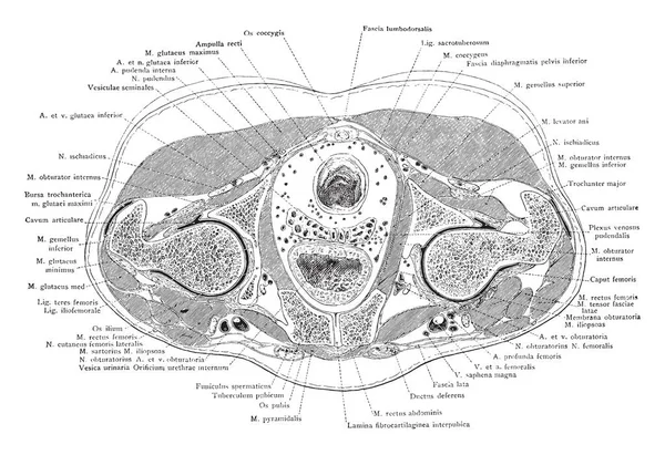 Section Travers Symphyse Pubienne Dessin Ligne Vintage Illustration Gravure — Image vectorielle